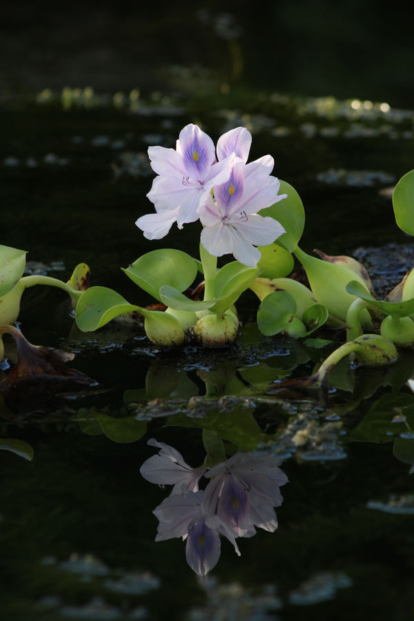 Reflection by Ariel Adams