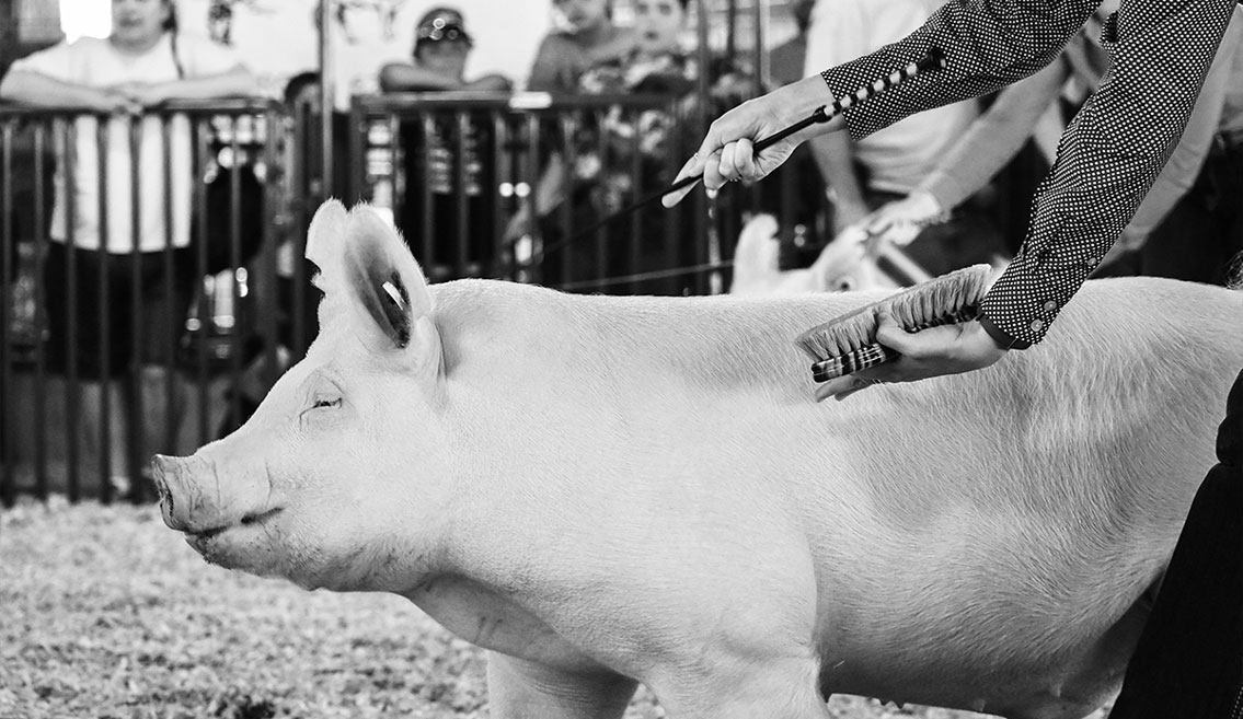 Pig Showman Detail Shot