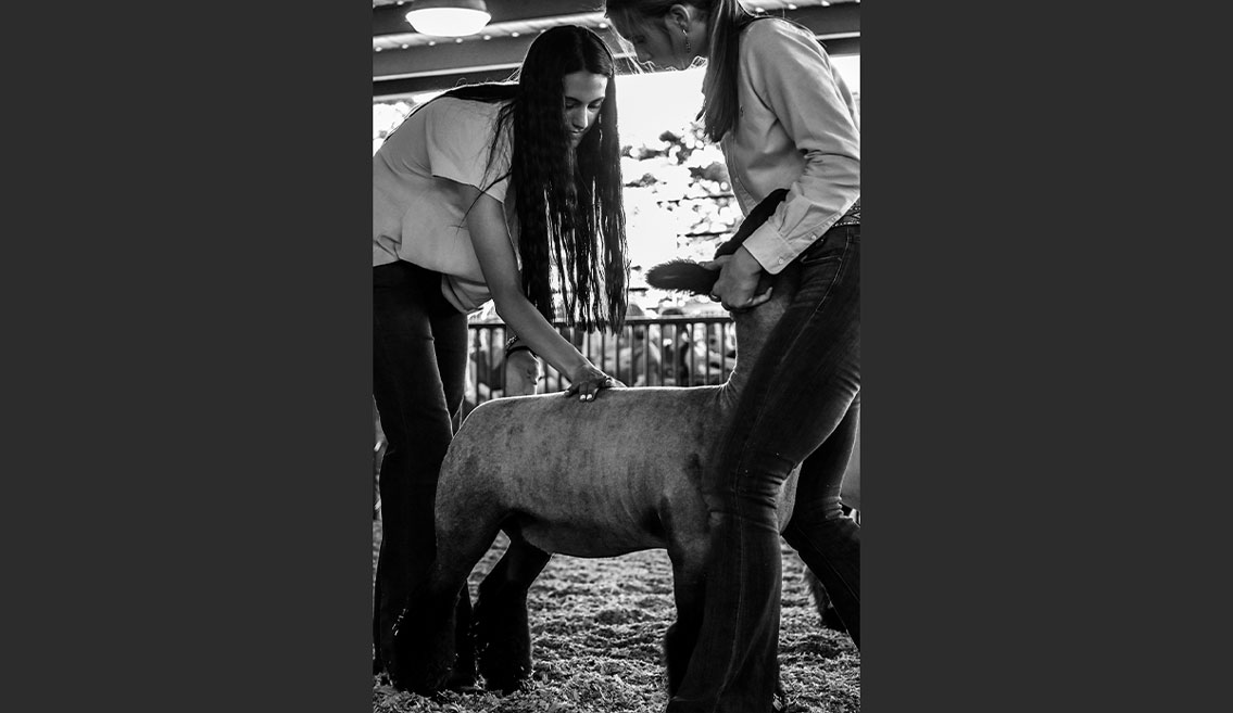 Sheep Showman and Judge in class