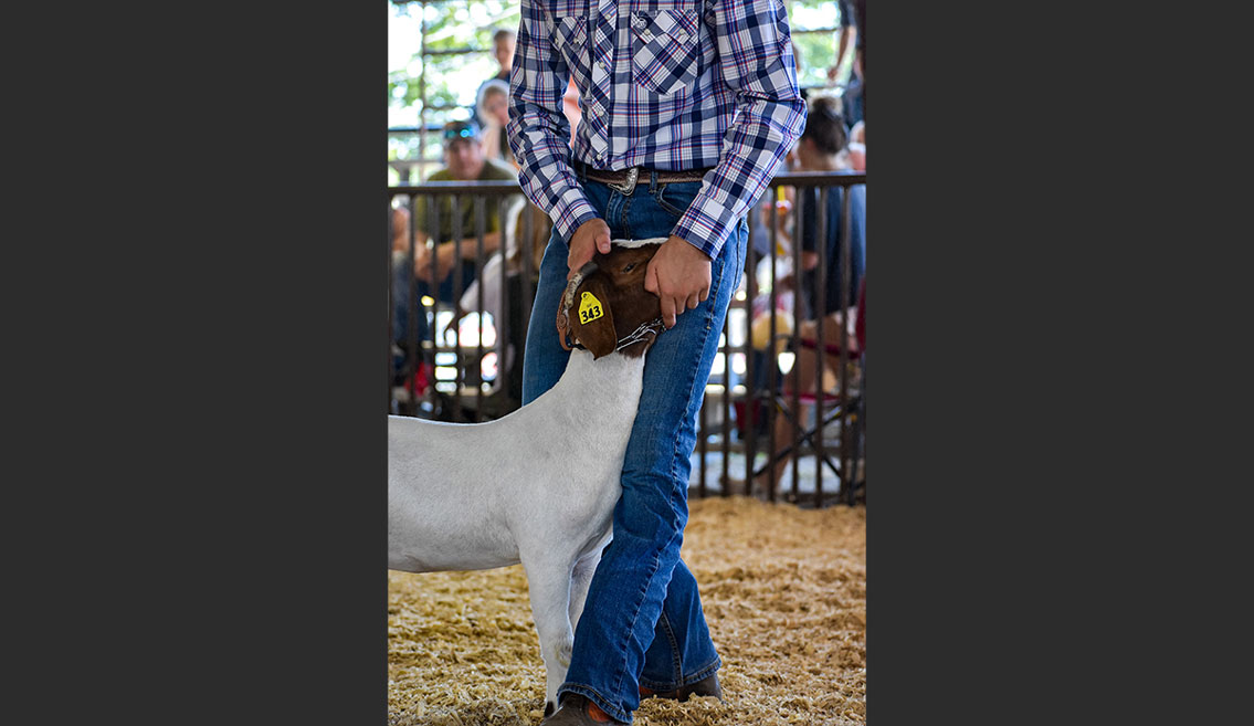 Goat Show Detail Shot
