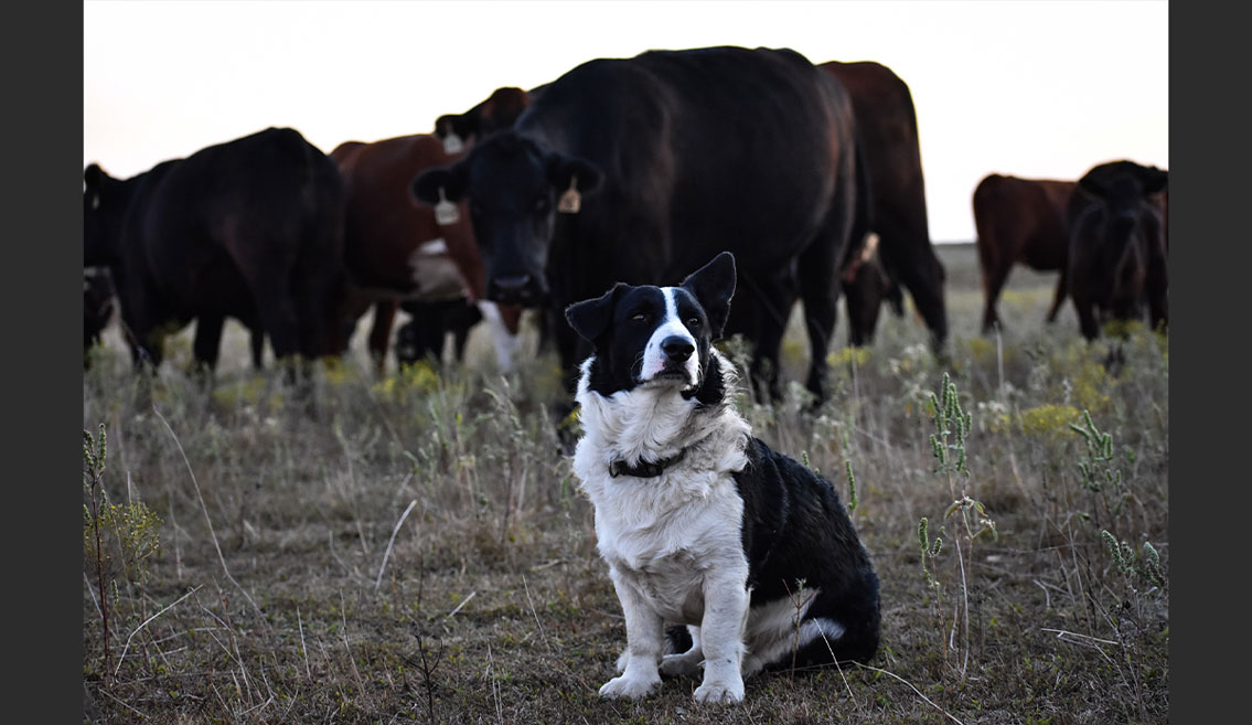 cattle dog in his environment